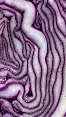 a close up of a sliced red cabbage, a microscopic photo, pexels, intricate pasta waves, white and purple, uv