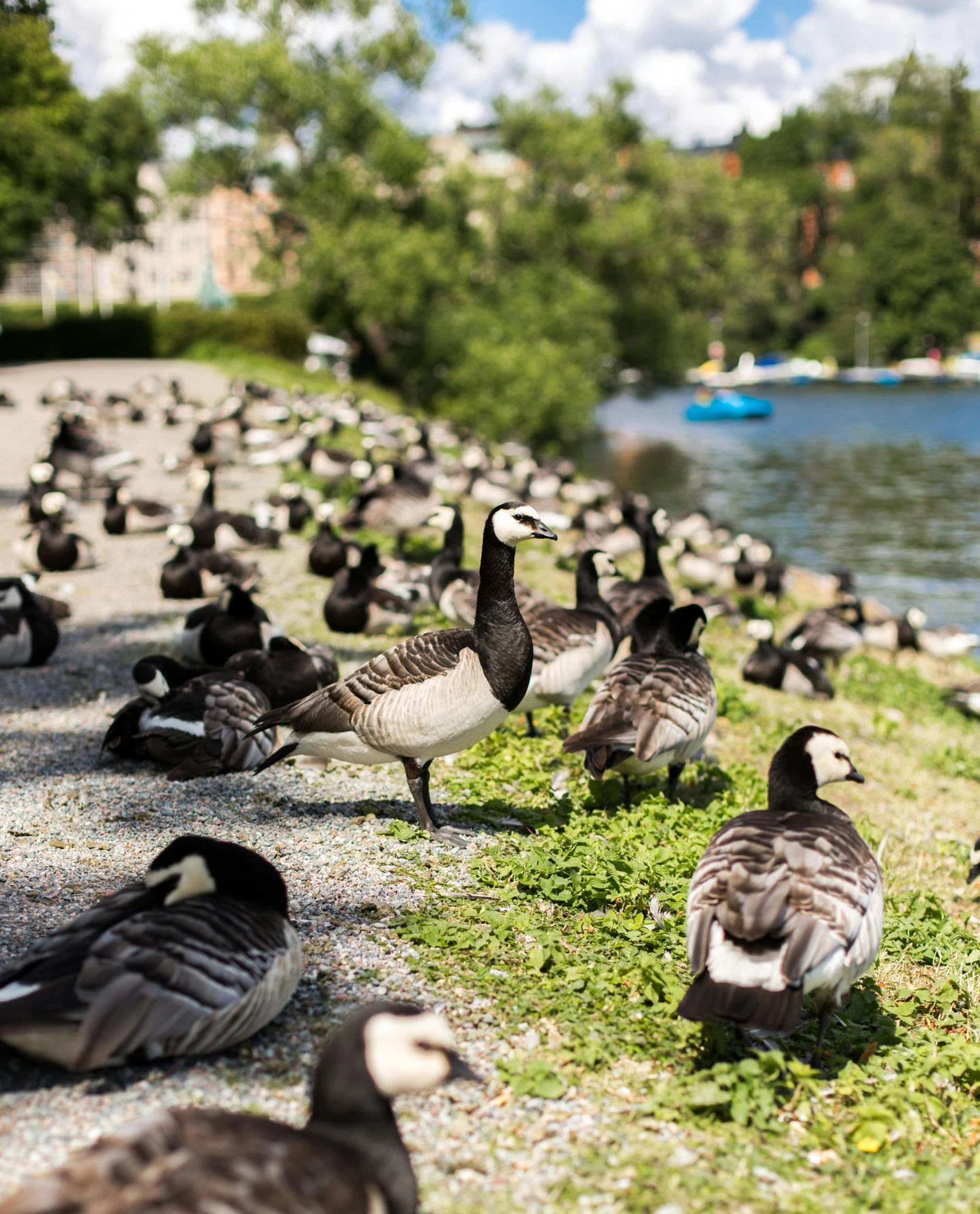 a flock of ducks standing next to a body of water, stockholm, parks and monuments, al fresco, profile image