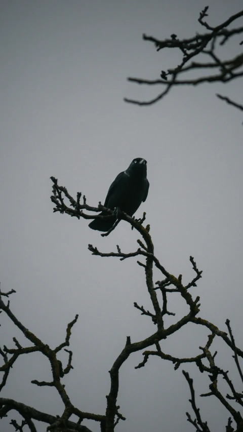 a black bird sitting on top of a tree branch, an album cover, by Paul Bird, unsplash, gray sky, morrigan, high quality photo, low quality photo