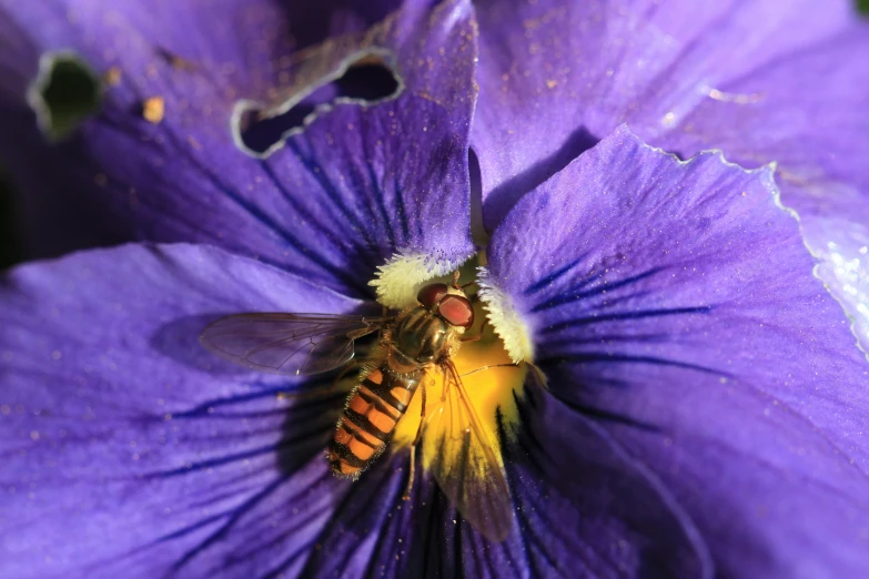 a bee sitting on top of a purple flower, facing the camera