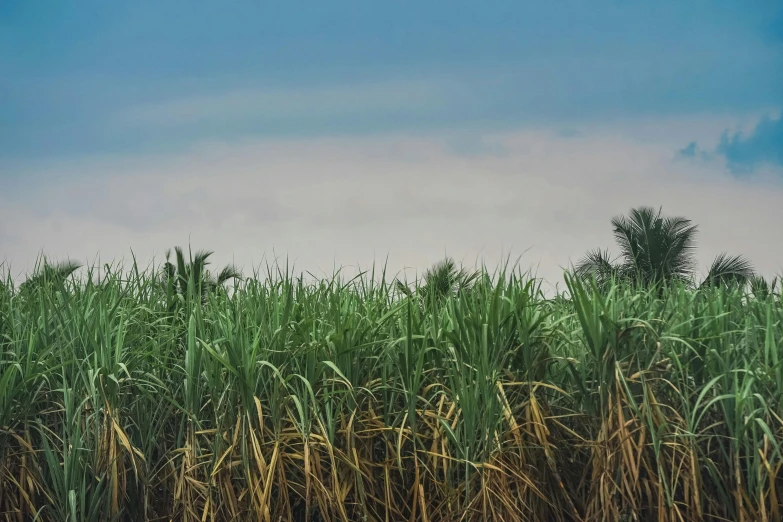 a field of tall grass with a blue sky in the background, unsplash, renaissance, coconuts, background image, green smoggy sky, cane