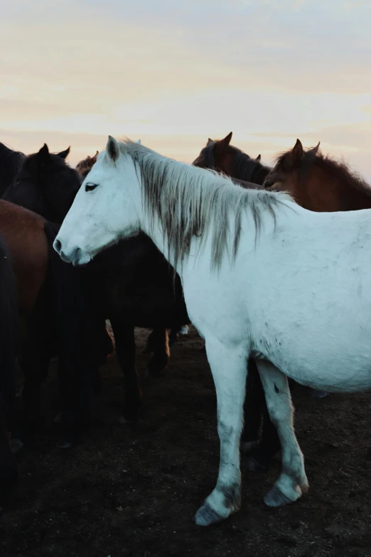 a group of horses standing next to each other, by Jan Tengnagel, trending on unsplash, 4 k cinematic still, multiple stories, white, early evening