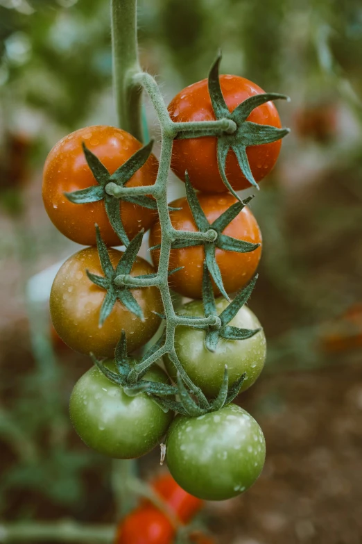 a bunch of tomatoes hanging from a vine, a colorized photo, by Jan Tengnagel, unsplash, muted green, made of glazed, abundant fruition seeds, high quality product image”