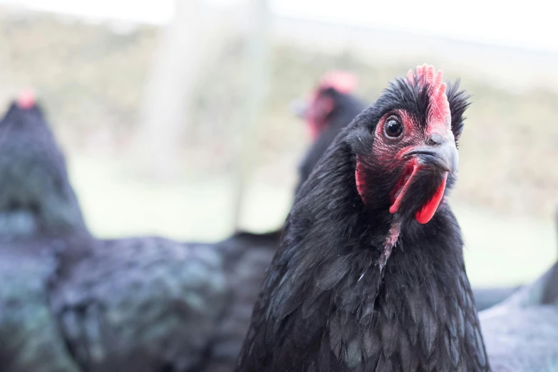 a group of chickens standing next to each other, a portrait, by Rachel Reckitt, unsplash, black, close - up of face, black sokkel, ready to model