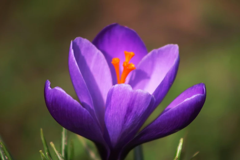 a purple flower sitting on top of a lush green field, deep purple and orange, paul barson, photograph of april, full of colour w 1024