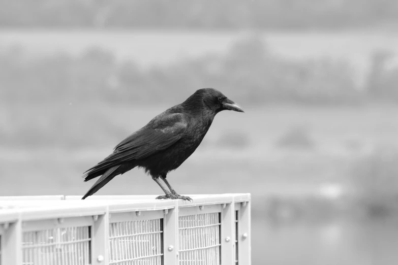 a black bird sitting on top of a white box, a black and white photo, inspired by Gonzalo Endara Crow, pexels contest winner, renaissance, outdoor photo, panel of black, on a birdge, portrait of a small