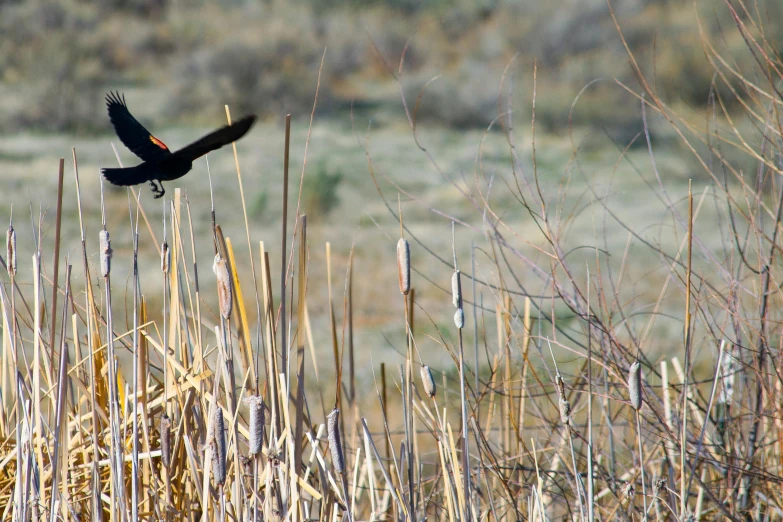 a bird that is flying over some tall grass, by Linda Sutton, unsplash, hurufiyya, has black wings, new mexico, low quality photo, marsh