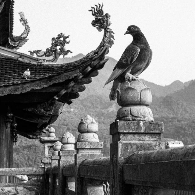 a black and white photo of a bird perched on a fence, inspired by Yang Buzhi, pexels contest winner, baroque, pagodas on hills, a dragon statue made of jade, intricate detailed roof, vietnam