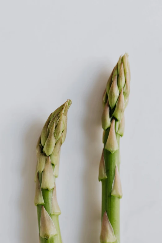 two asparagus spears on a white surface, unsplash, detailed product image, portrait of tall, flowering buds, three quarter profile