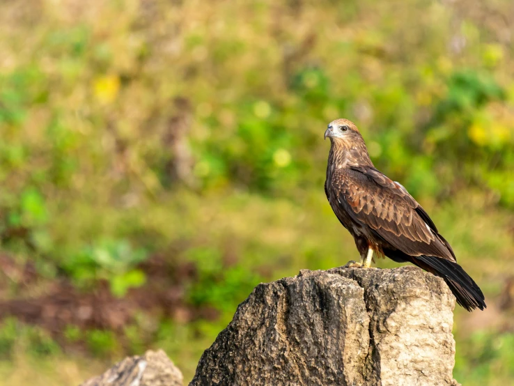 a bird sitting on top of a tree stump, pexels contest winner, hurufiyya, standing on rocky ground, india, hawk wings, profile image