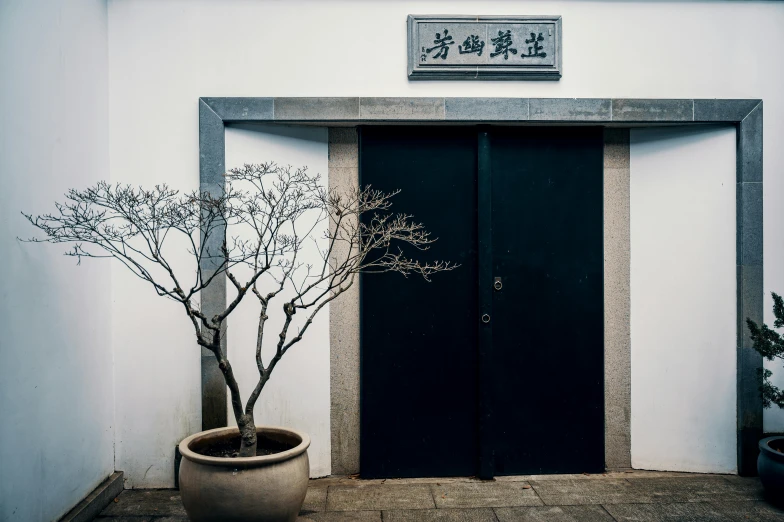a plant in a pot in front of a door, inspired by Yang Weizhen, unsplash contest winner, single tree, museum, streetscapes, 千 葉 雄 大