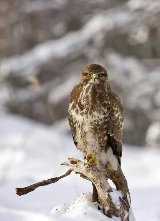 a bird perched on a branch in the snow, a portrait, pexels contest winner, hurufiyya, raptor, swedish, hawk, mongolia