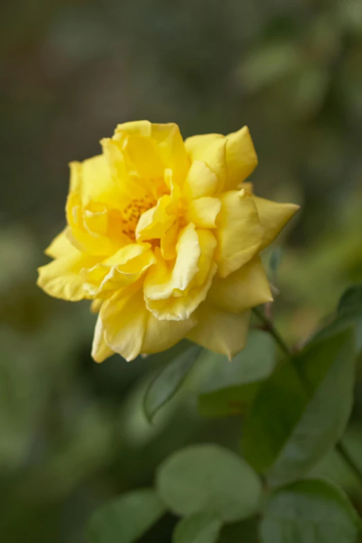 a yellow rose blooming in a garden, inspired by Jane Nasmyth, gold flaked flowers, striking colour, yellow mist, medium - shot