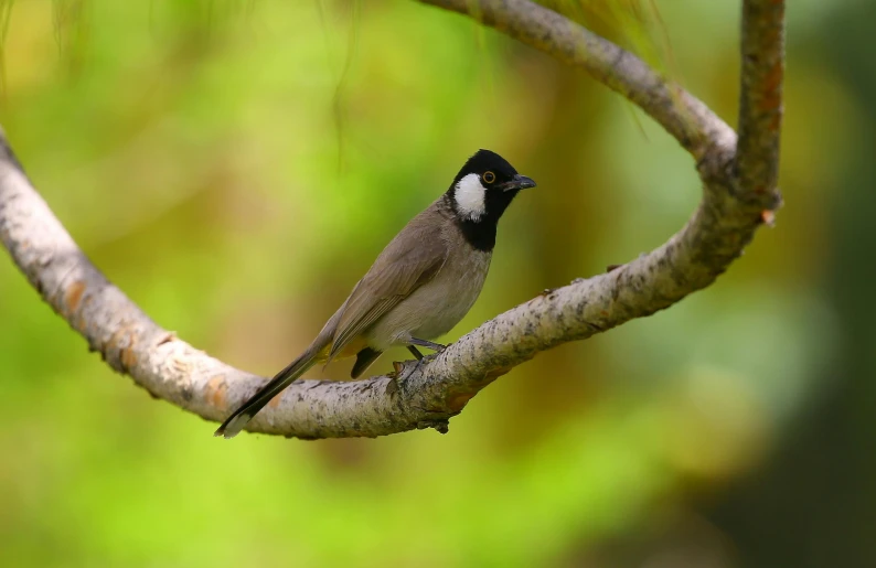 a small bird sitting on top of a tree branch, black nose, tamborine, adult, slide show