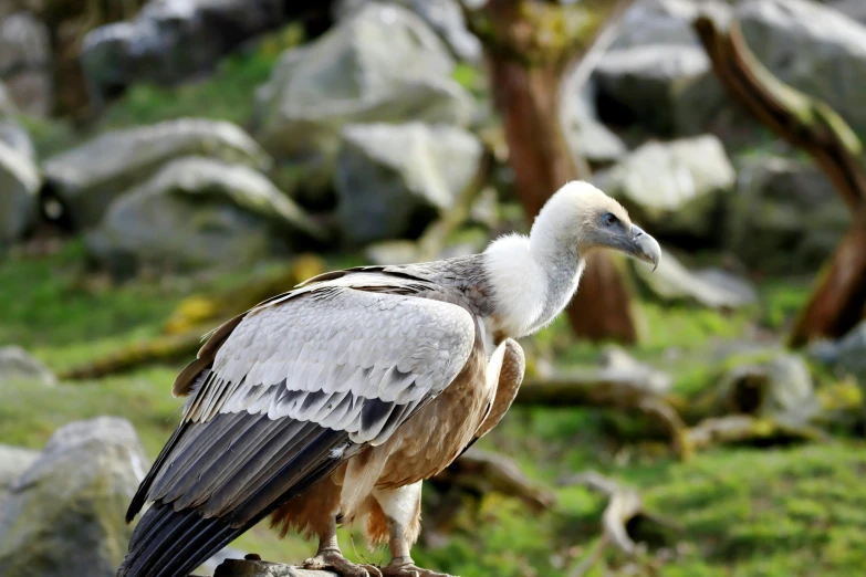 a large bird sitting on top of a rock, pexels contest winner, hurufiyya, vultures, albino, well preserved, profile image