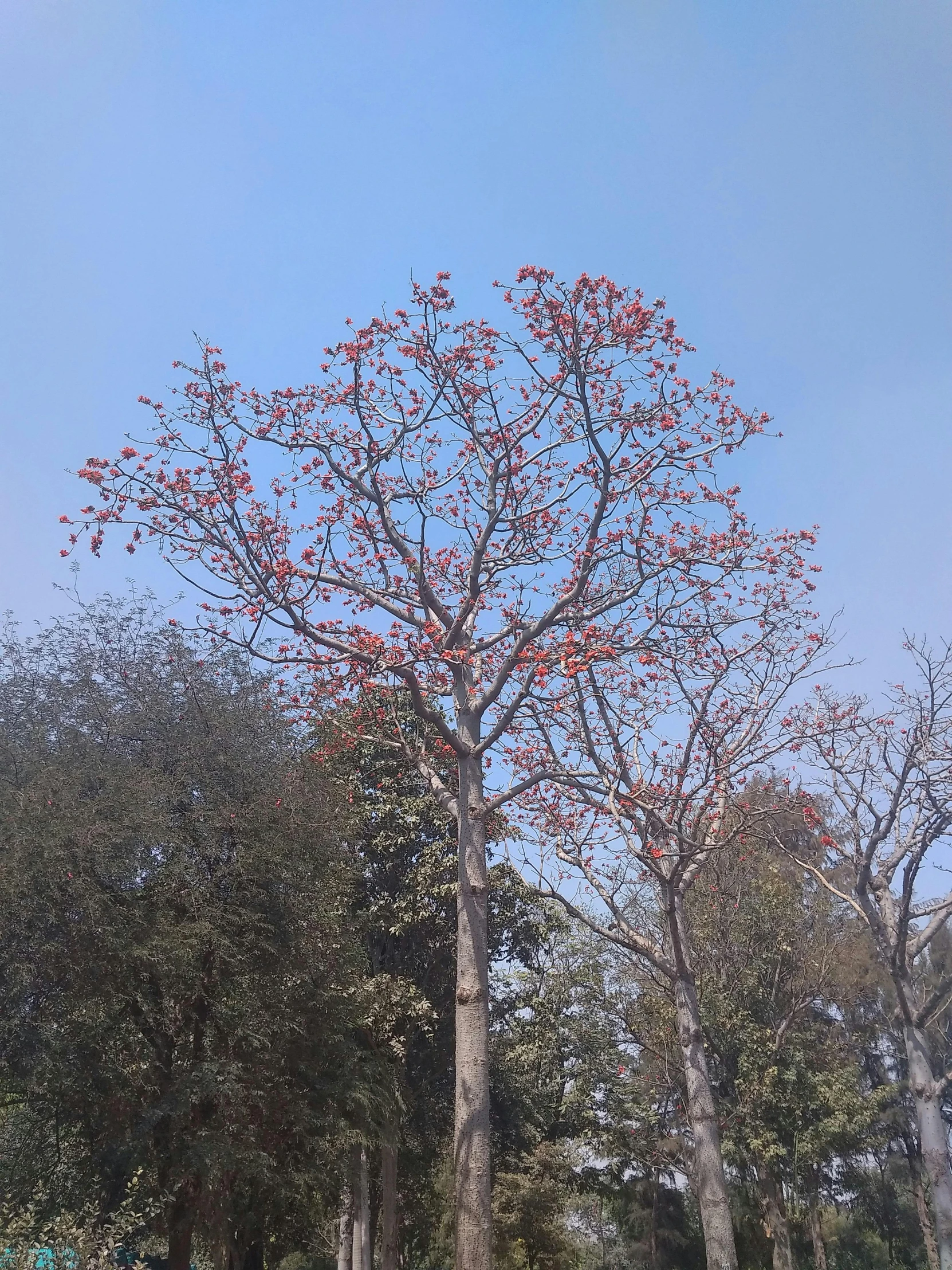 a man flying a kite on top of a lush green field, by Ingrida Kadaka, hurufiyya, kalighat flowers, huge central tree, photo on iphone, glimpse of red