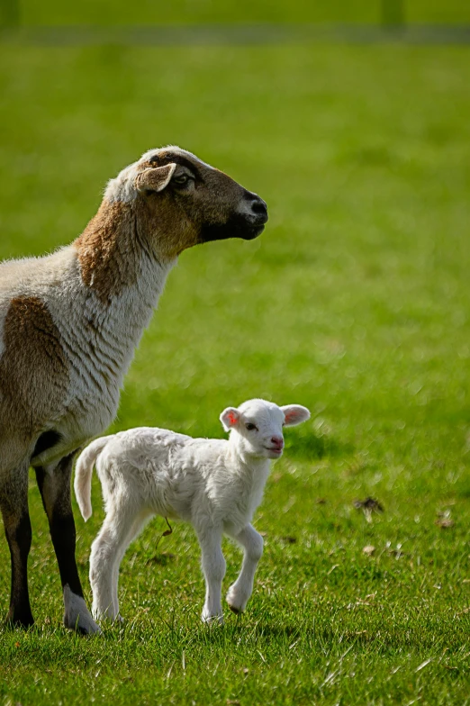 a couple of sheep standing on top of a lush green field