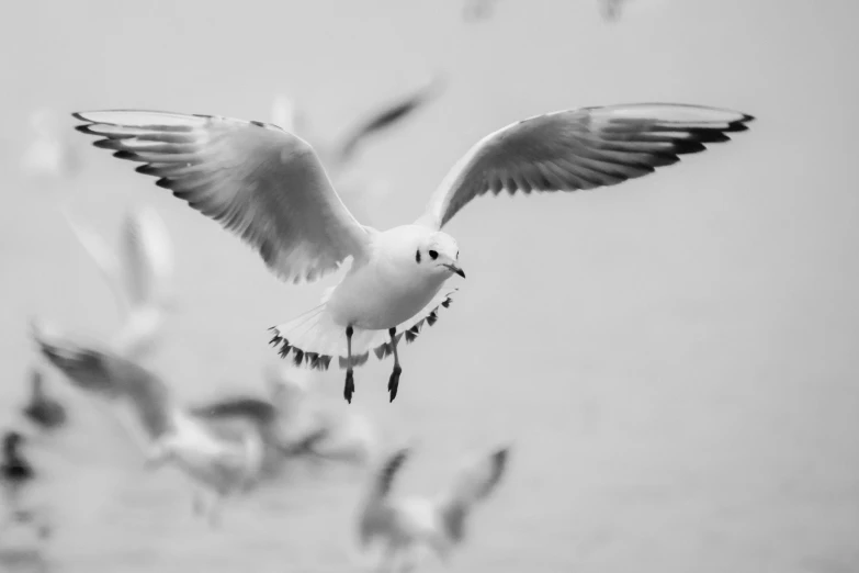 a flock of seagulls flying over a body of water, a black and white photo, by John Gibson, pexels contest winner, arabesque, white eyes, detailed white, undertailed, highkey