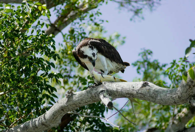 a bird sitting on top of a tree branch, ready to eat, fishing, profile image, fan favorite