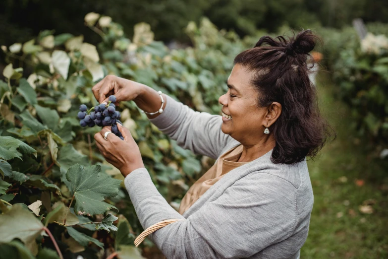 a woman picking a bunch of grapes from a vine, by Susy Pilgrim Waters, pexels contest winner, portrait photo, avatar image, full figured, full frame image