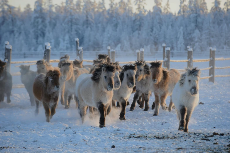 a herd of horses running across a snow covered field, by Veikko Törmänen, pexels contest winner, hurufiyya, inuit heritage, carousel, thumbnail, fall season