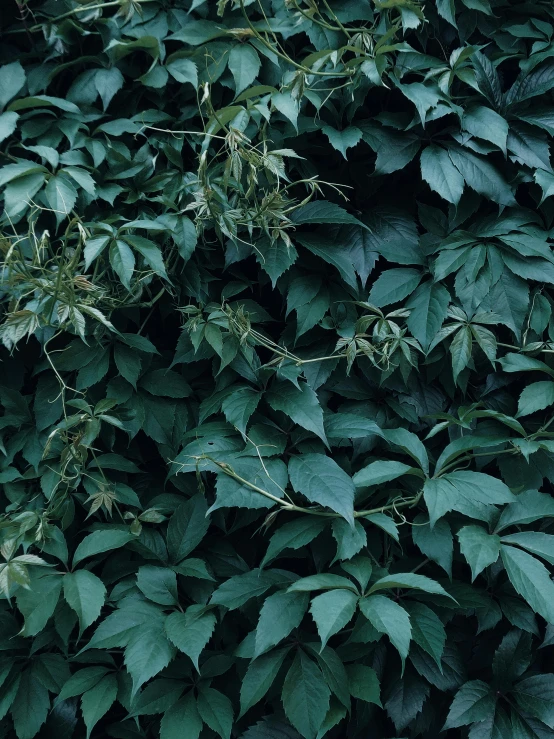 a red fire hydrant sitting in front of a bush, an album cover, inspired by Elsa Bleda, unsplash, dark green leaves, ignant, alessio albi, hiding