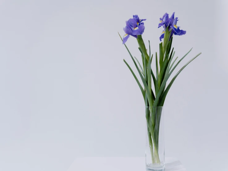 a vase filled with purple flowers on top of a table, unsplash, hyperrealism, blue iris, tokujin yoshioka, 4 k product photo, tall flowers