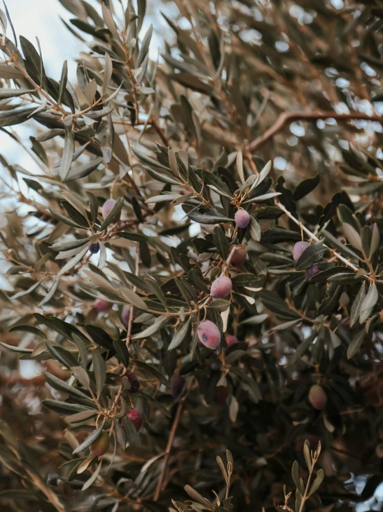 a close up of a bunch of olives on a tree, trending on unsplash, subtle purple accents, low quality photo, alessio albi, sports photo