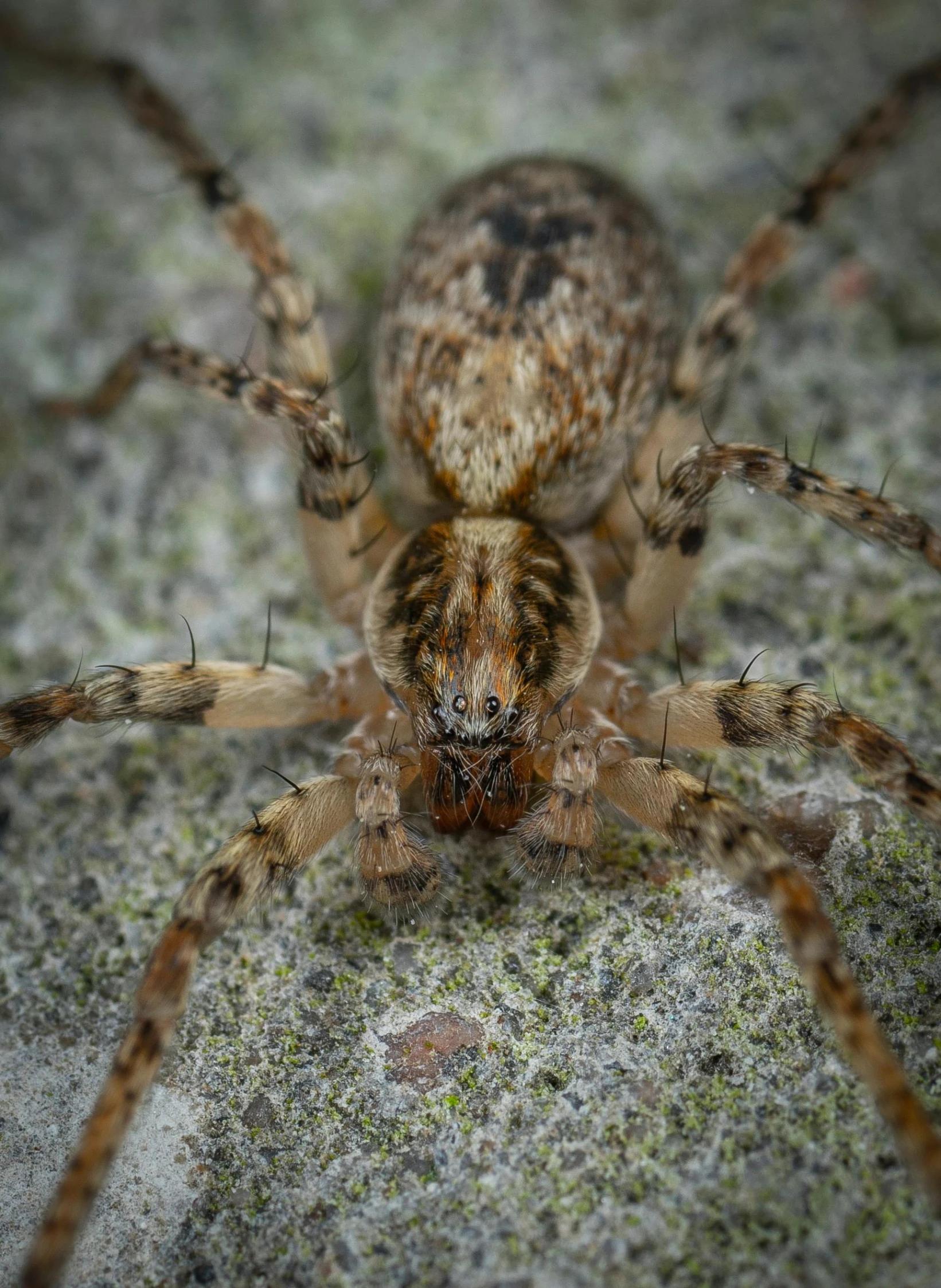 a close up of a spider on a rock, by Matija Jama, pexels contest winner, photorealism, looking frontal view, mid 2 0's female, big claws, an afghan male type