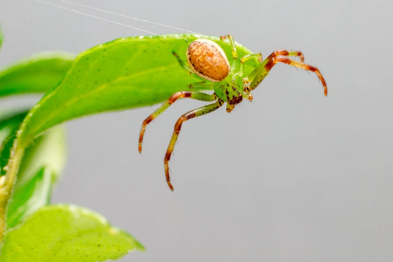 a close up of a spider on a leaf, trending on pexels, hurufiyya, young female, digital image, various posed, hanging