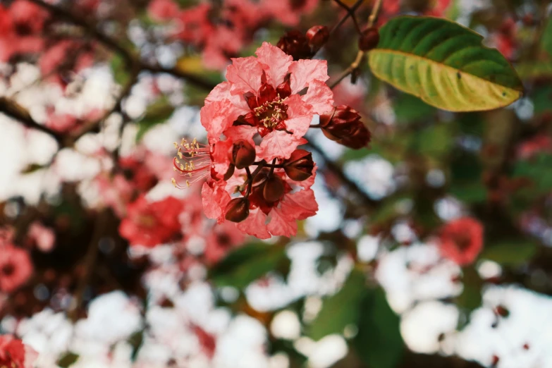 a close up of a flower on a tree, by Emma Andijewska, trending on unsplash, fan favorite, pink and red colors, madagascar, with fruit trees