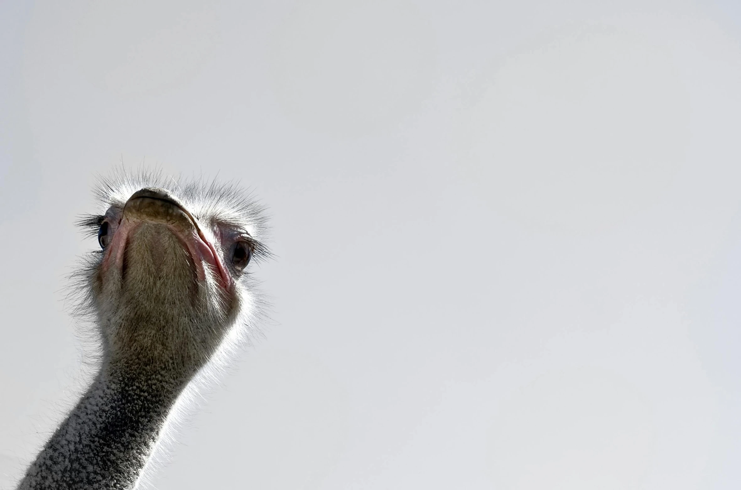 an ostrich is looking up at the sky, pexels contest winner, photorealism, on grey background, cheeks, ultra high res, tall thin