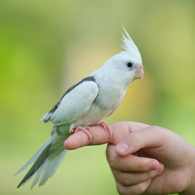 a close up of a person's hand holding a bird, with a white complexion, white, pararel, australian