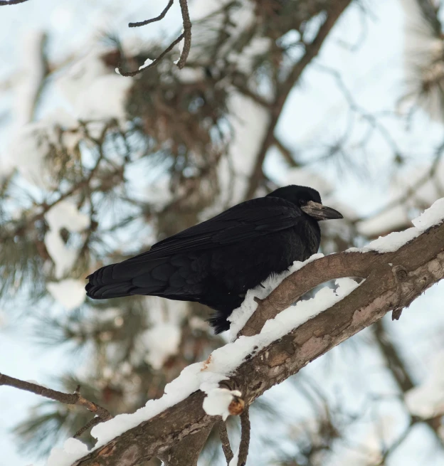 a black bird sitting on top of a tree branch, by Jaakko Mattila, pexels contest winner, hurufiyya, snow camouflage, dressed in black, wide high angle view, profile close-up view