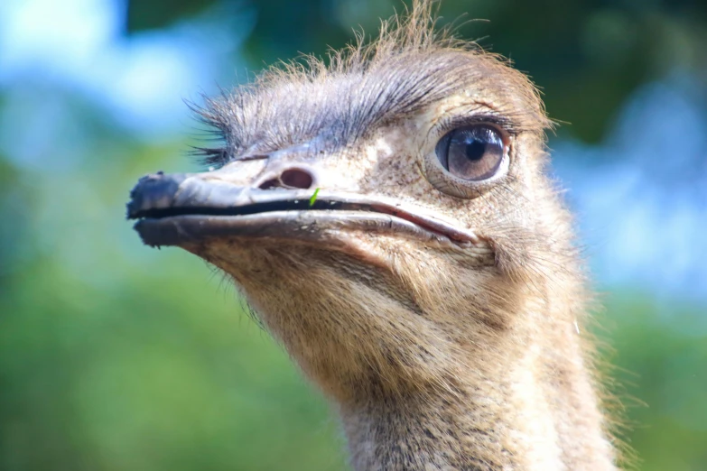 a close up of an ostrich's head with trees in the background, pexels contest winner, hurufiyya, avatar image, north island brown kiwi, an olive skinned, casual