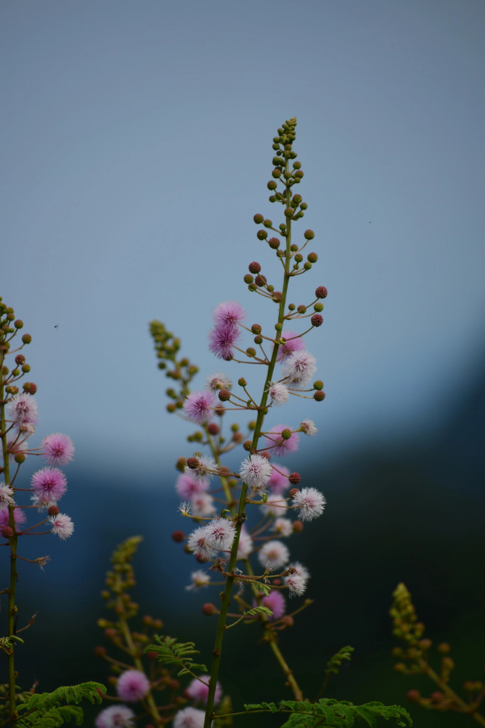 a group of flowers sitting on top of a lush green field, a picture, by Gwen Barnard, hurufiyya, pink mohawk, willow plant, in the mountains, cotton candy