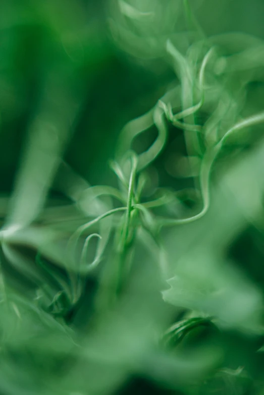 a hummingbird sitting on top of a green plant, a macro photograph, by Adam Marczyński, lyrical abstraction, swirly curls, medium close up, green smoke, made of vines