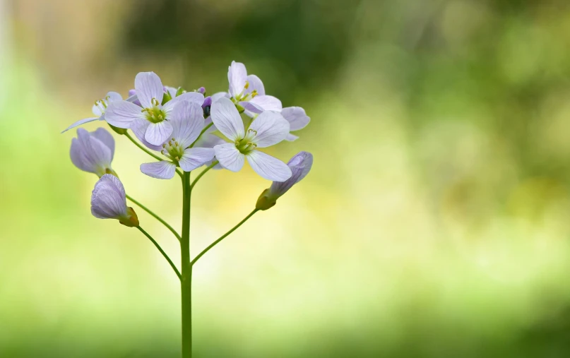 a close up of a flower with a blurry background, by Julian Allen, unsplash, photorealism, gypsophila, violet polsangi, flax, sprouting