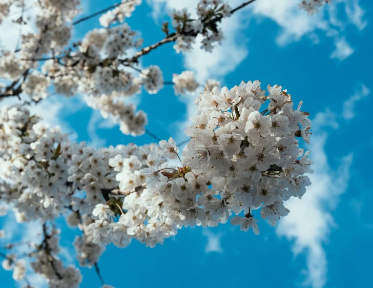 a bunch of white flowers on a tree, trending on unsplash, light blue sky with clouds, giant cherry trees, thumbnail, high quality photo