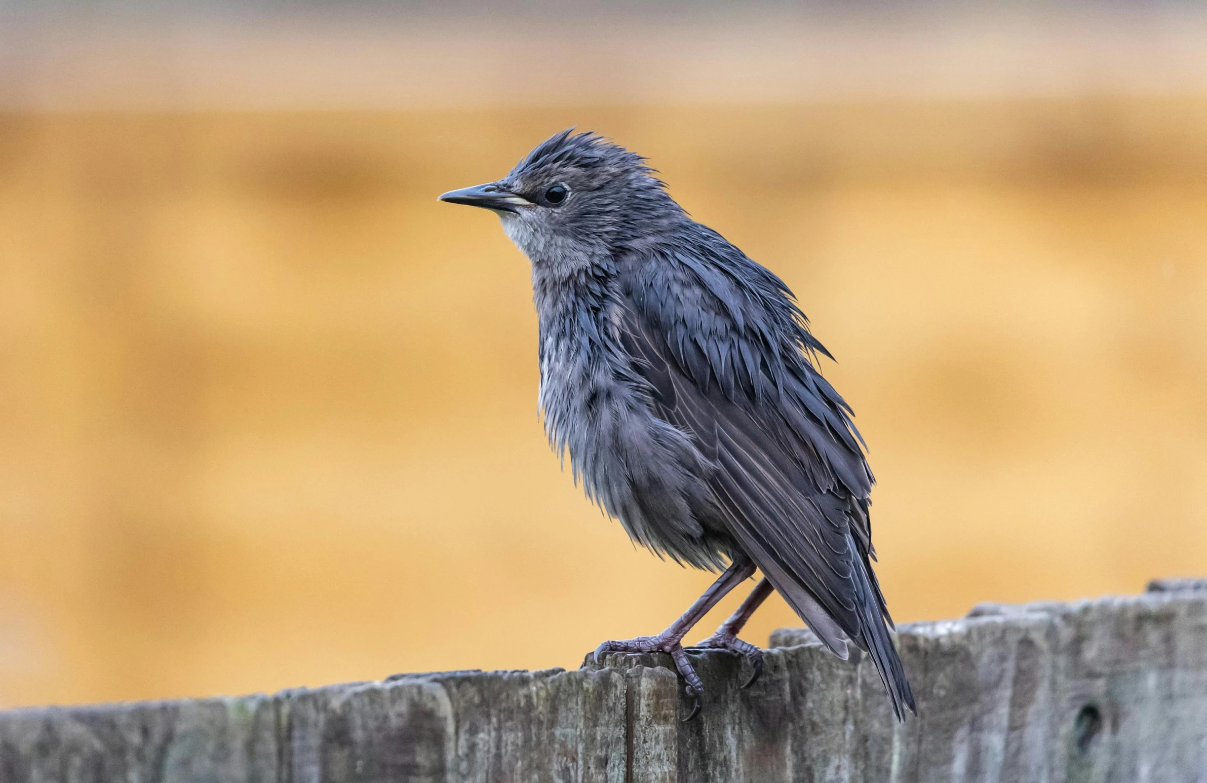 a small bird sitting on top of a wooden fence, by John Gibson, pexels contest winner, renaissance, gray, black female, kitty-bird hybrid, full frame image