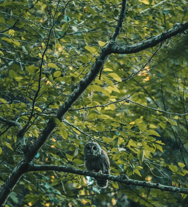 a bird sitting on top of a tree branch, by Carey Morris, unsplash contest winner, hurufiyya, late summer evening, camouflage, thick forest, owl