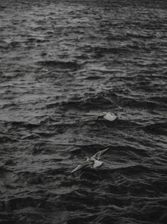 a couple of birds flying over a body of water, by Jens Jørgen Thorsen, cinematic. by leng jun, monia merlo, rough seas, sangsoo jeong