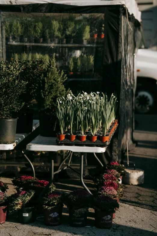 a bunch of potted plants sitting on top of a table, farmer's market setting, daffodils, moody setting, orange and white color scheme