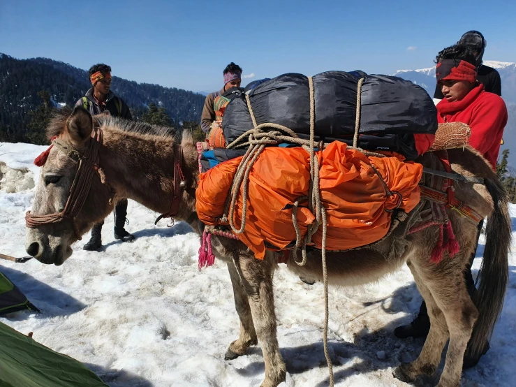 a couple of donkeys that are standing in the snow, pexels contest winner, a man wearing a backpack, uttarakhand, avatar image, thumbnail