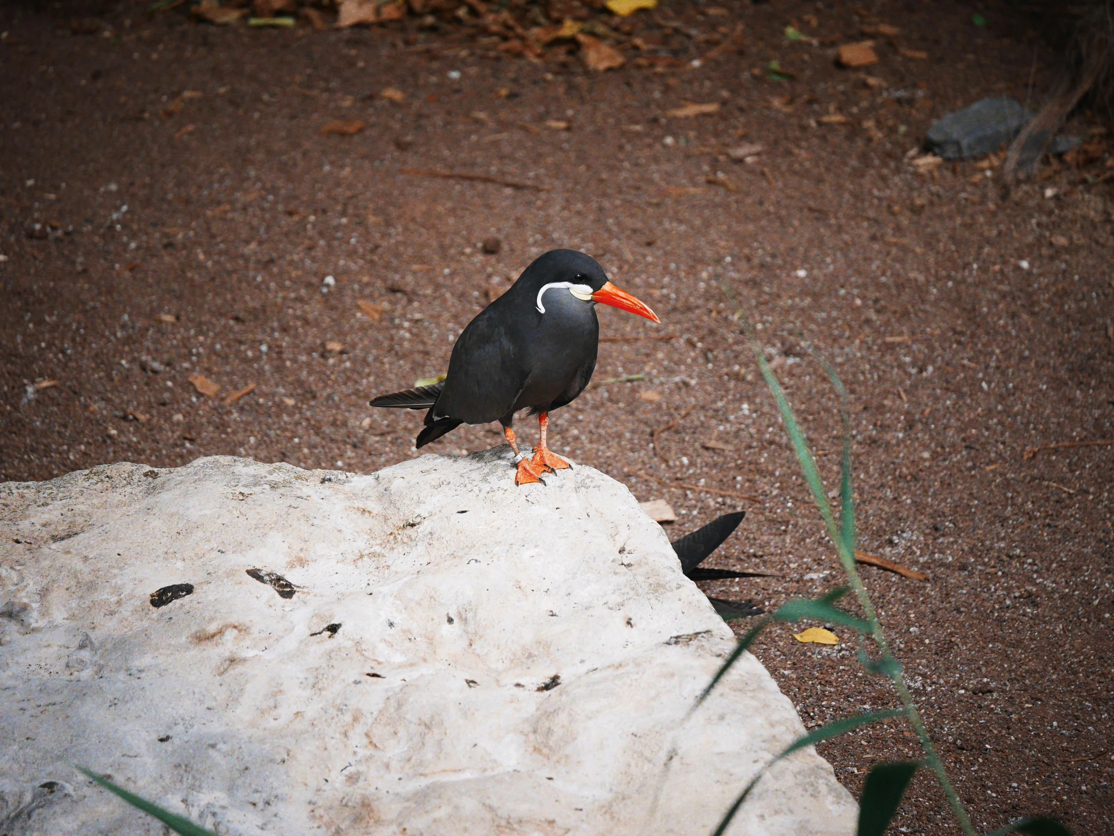 a black and white bird standing on a rock, black and orange, a high angle shot, vacation photo, 🦩🪐🐞👩🏻🦳