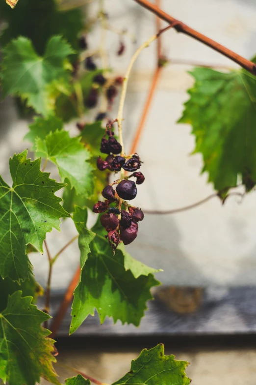 a bunch of grapes hanging from a vine, unsplash, renaissance, award-winning crisp details”, exterior shot, seeds, poison ivy