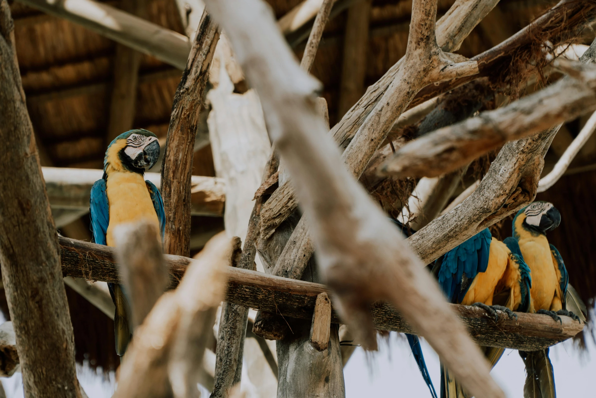 a couple of birds sitting on top of a tree branch, a portrait, pexels contest winner, tribe huts in the jungle, cinematic blue and gold, thumbnail, wooden