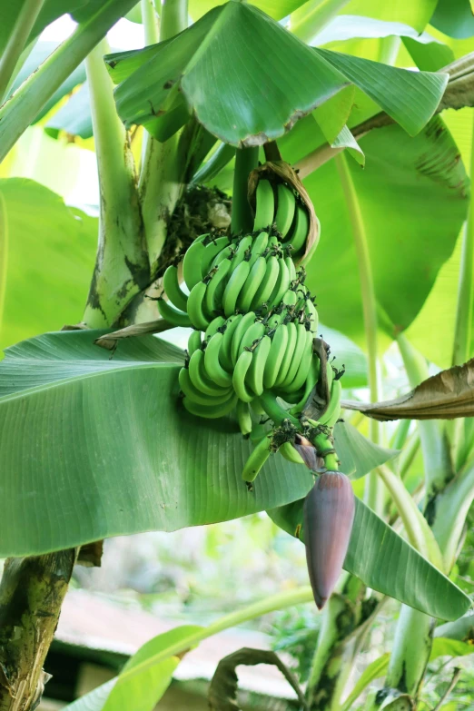 a bunch of green bananas hanging from a tree, lush surroundings, 5 feet away, exterior, multiple