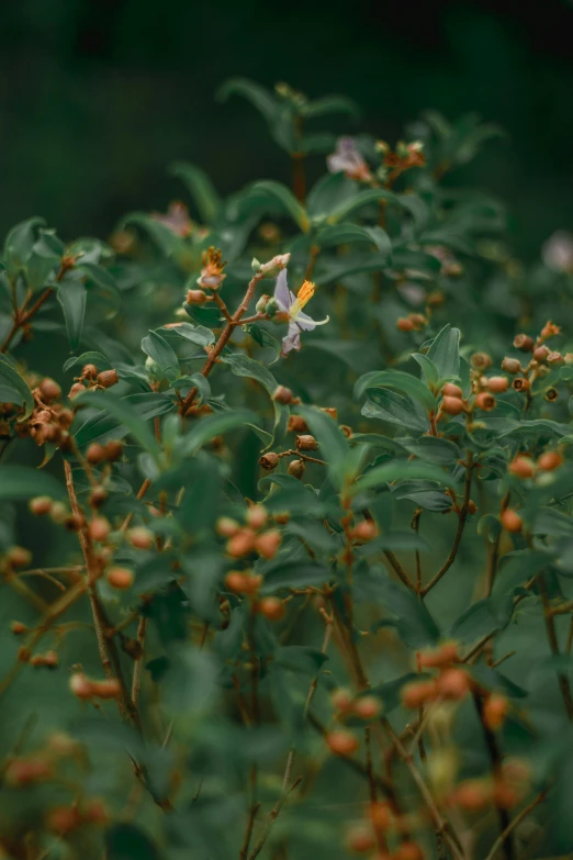 a close up of a bush with small flowers, plants and jungle, color ( sony a 7 r iv, overcast weather, honeysuckle