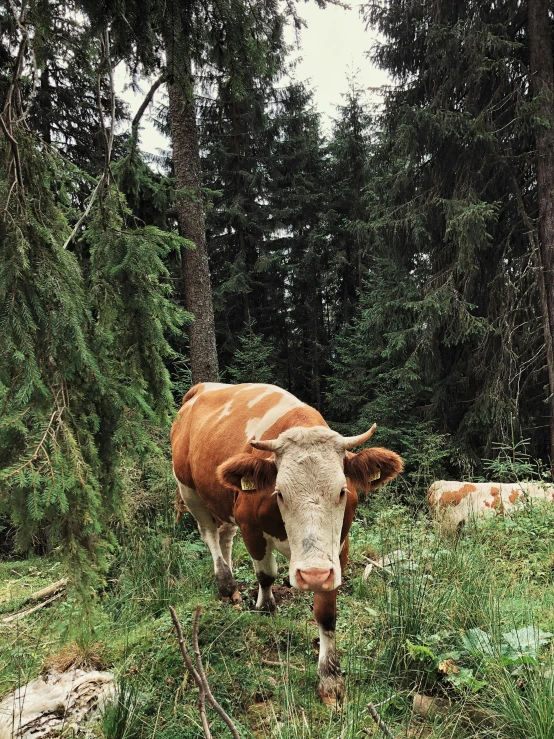 a brown and white cow standing on top of a lush green field, by Emma Andijewska, unsplash, renaissance, in a dense forest, 2 5 6 x 2 5 6 pixels, in the swiss alps, snacks